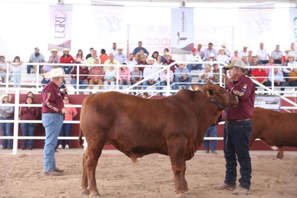 IMG-20250421-WA0051-1024x682 Prepara Desarrollo Rural de Tamaulipas Segundo Concurso del Novillo Gordo