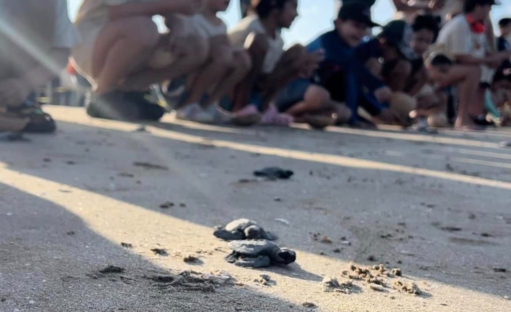 Imagen-de-WhatsApp-2025-04-23-a-las-13.36.55_a5307a21-1024x625 Protege Comisión de Parques y Biodiversidad más de 30 mil huevos de tortuga lora