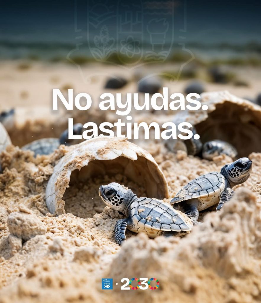 IMG-20250602-WA0007-883x1024 “A las tortugas no las ayudes, déjalas ser.”Es prioridad para el gobierno municipal la protección y Conservación de la Fauna Silvestre