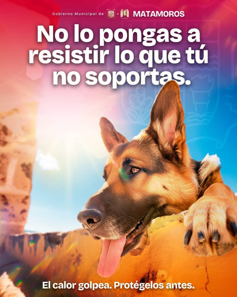 IMG-20250714-WA0021-819x1024 Gobierno de Matamoros llama a cuidar a las mascotas durante la temporada de calor