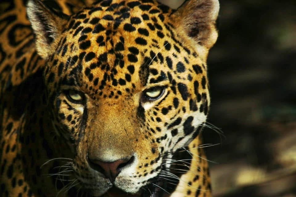 IMG-20250831-WA0027 Contribuye Tamaulipas en la conservación del jaguar