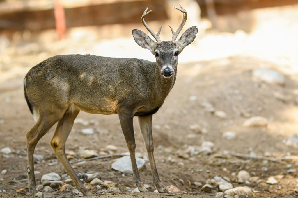IMG-20260305-WA0010-1024x682 Buscan renovar experiencia del Zoológico Tamatán con nuevas especies