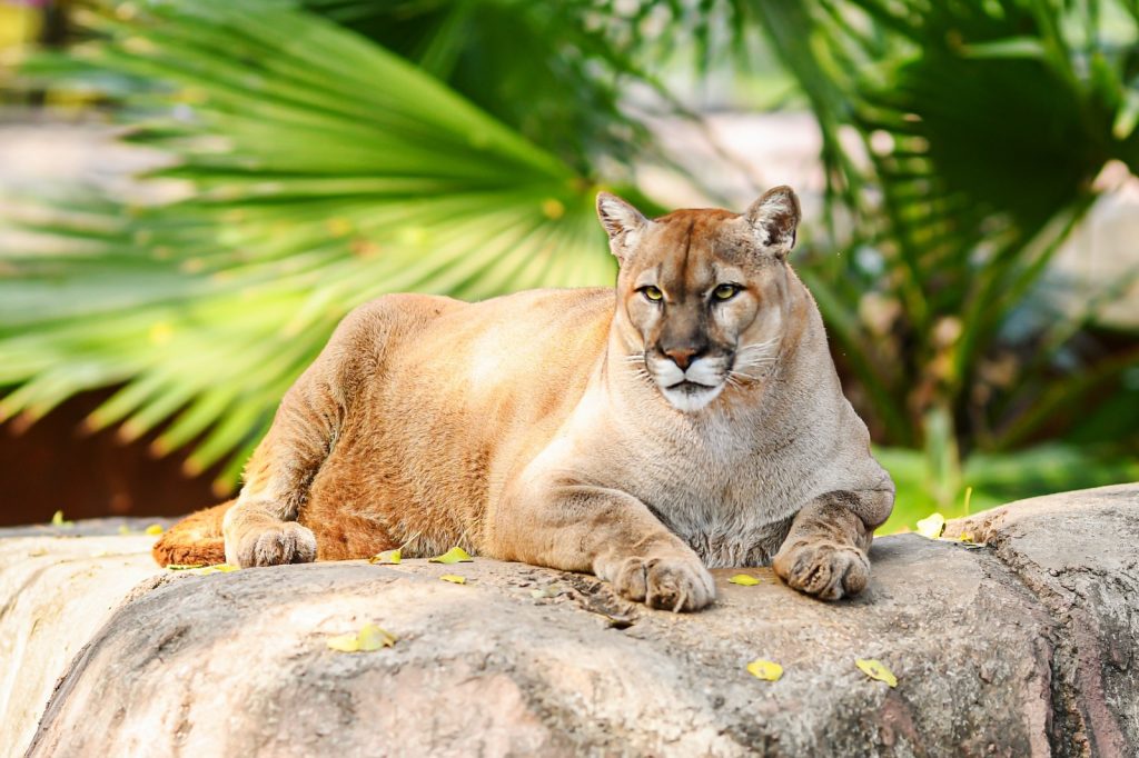 IMG-20260305-WA0011-1024x682 Buscan renovar experiencia del Zoológico Tamatán con nuevas especies