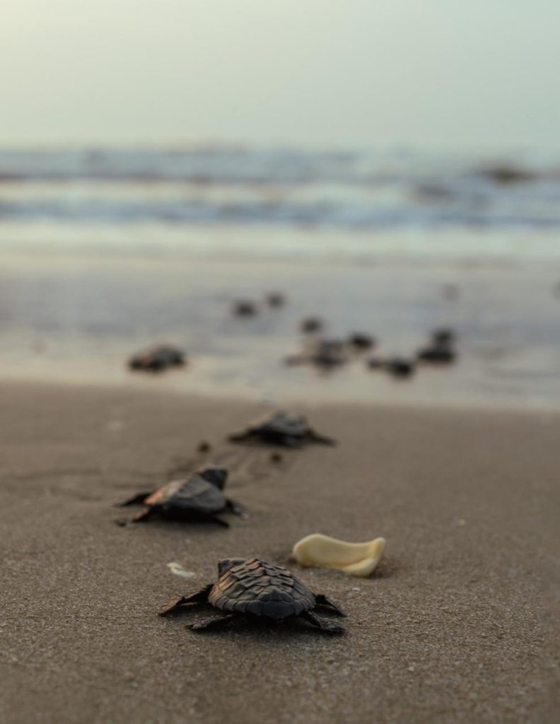 WhatsApp-Image-2026-03-12-at-12.33.41-PM-792x1024 Preparan operativos en playas por arribo de tortugas durante Semana Santa