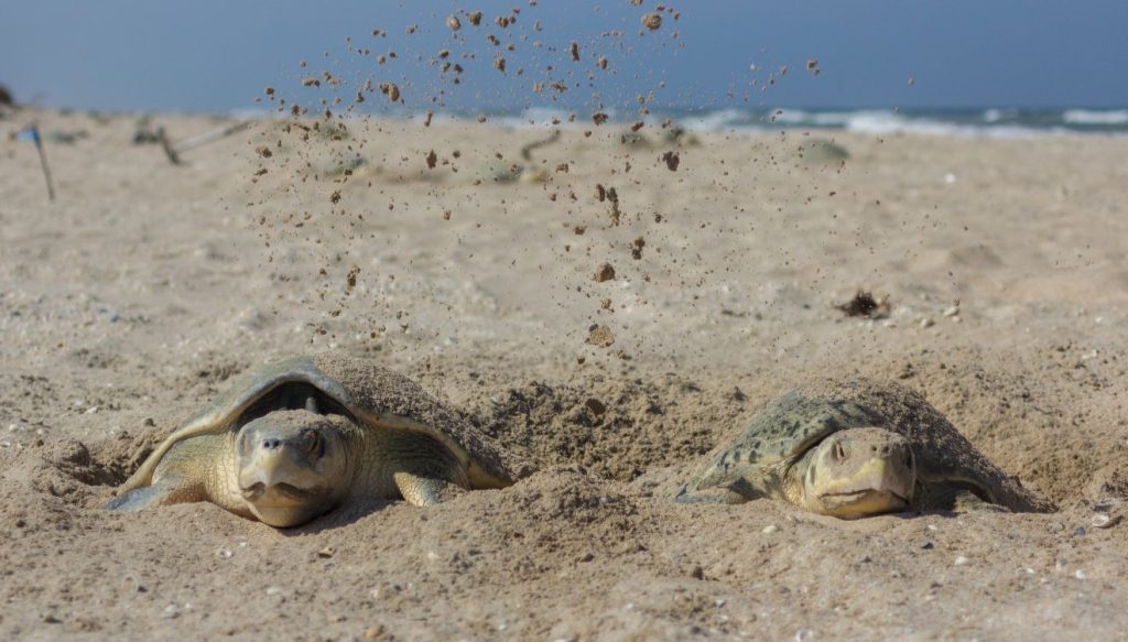 WhatsApp-Image-2026-03-12-at-12.33.42-PM-1-1024x583 Preparan operativos en playas por arribo de tortugas durante Semana Santa