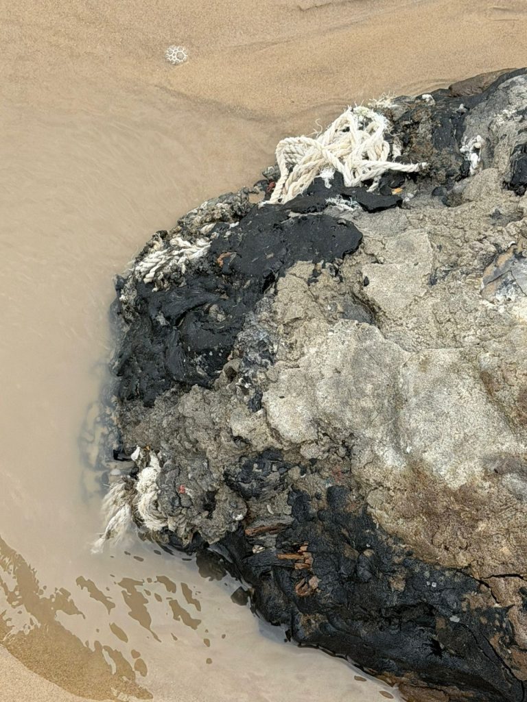 IMG-20260408-WA0004-768x1024 Analizan origen de hidrocarburo hallado en Playa Bagdad; descartan relación directa con derrame en Tabasco