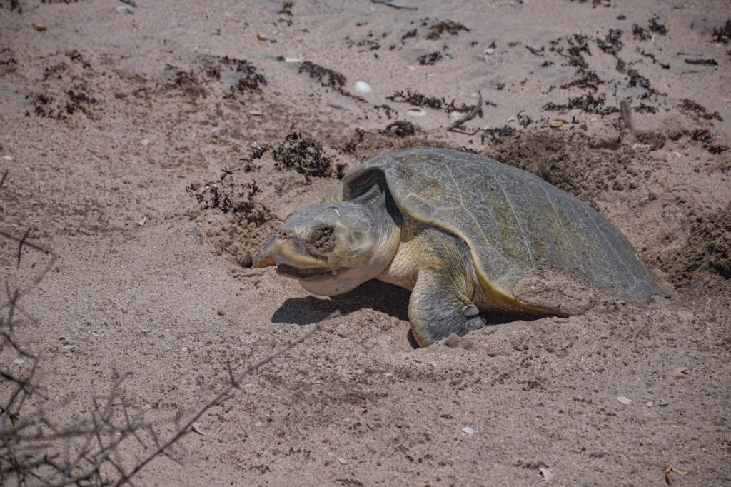 WhatsApp-Image-2026-04-07-at-4.41.18-PM-1-1024x682 Avanza temporada de anidación de tortuga lora; suman más de 16 mil huevos protegidos