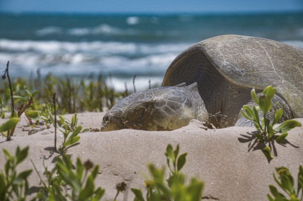 WhatsApp-Image-2026-04-07-at-4.41.18-PM-2-1024x682 Avanza temporada de anidación de tortuga lora; suman más de 16 mil huevos protegidos