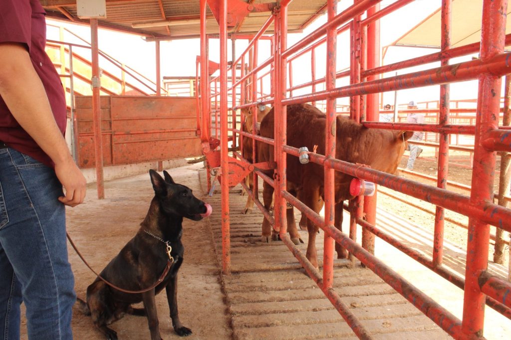 WhatsApp-Image-2026-04-09-at-11.17.49-PM-1-1024x682 Avanza Tamaulipas en control del gusano barrenador con apoyo de binomios caninos