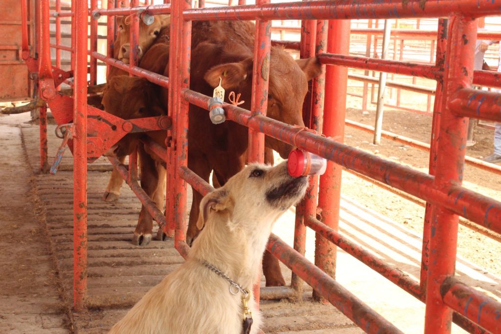 WhatsApp-Image-2026-04-09-at-11.17.49-PM-2-1024x682 Avanza Tamaulipas en control del gusano barrenador con apoyo de binomios caninos