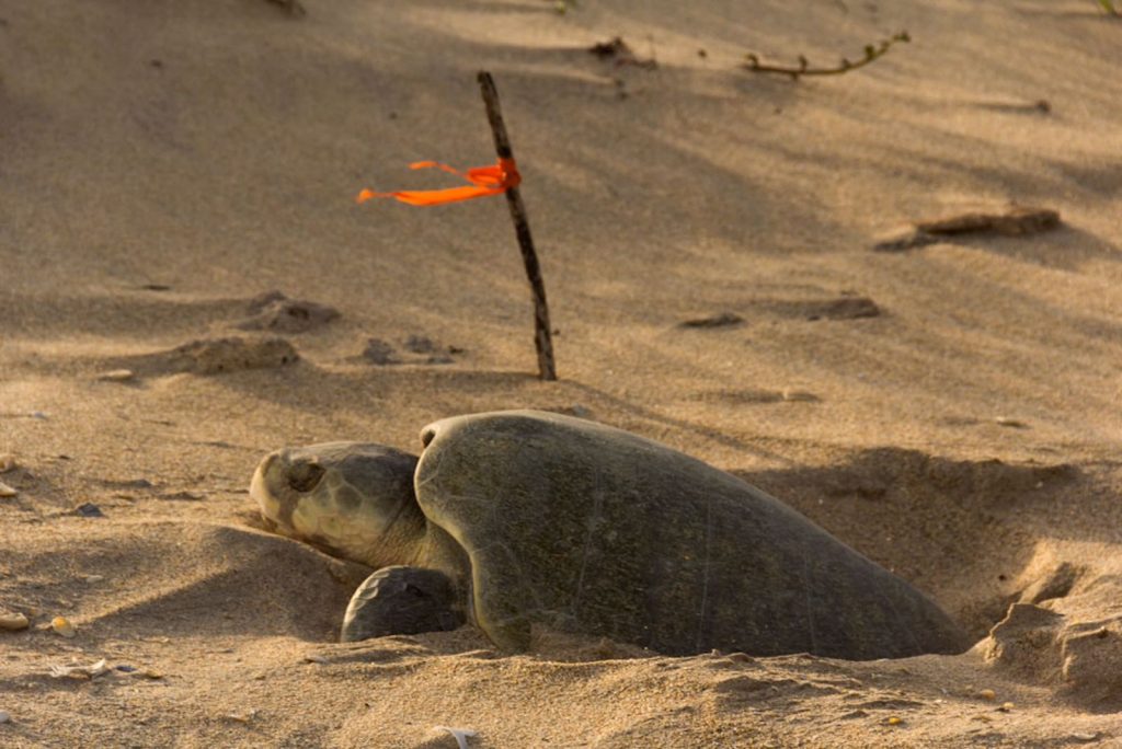 WhatsApp-Image-2026-04-16-at-12.09.38-PM-1-1024x684 Continúa temporada de anidación de tortuga lora; se resguardan más de 28 mil huevos