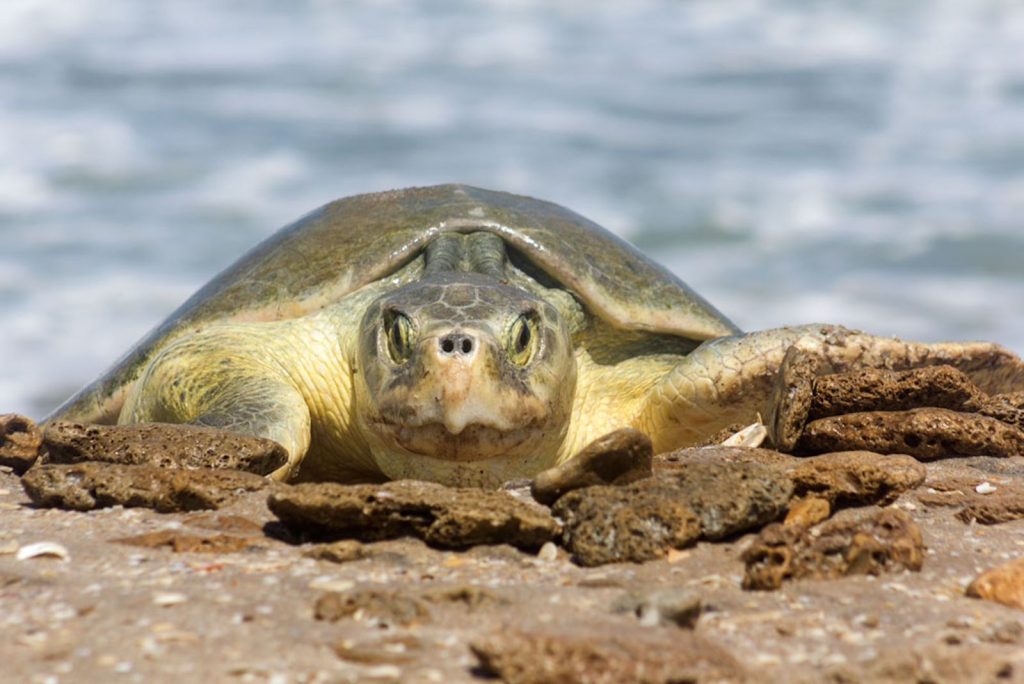 WhatsApp-Image-2026-04-16-at-12.09.39-PM-1024x684 Continúa temporada de anidación de tortuga lora; se resguardan más de 28 mil huevos